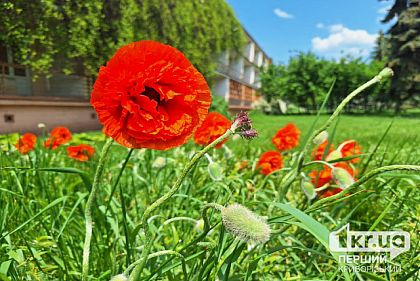 Погода в Кривом Роге 19 мая