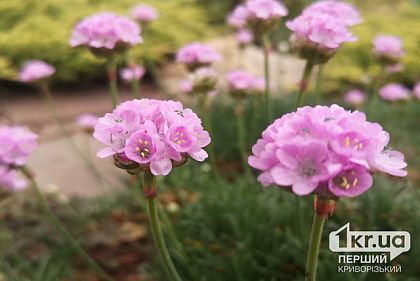 Погода в Кривом Роге 24 мая