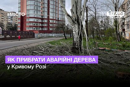 Криворожанин зарегистрировал петицию о спиле опасных деревьев