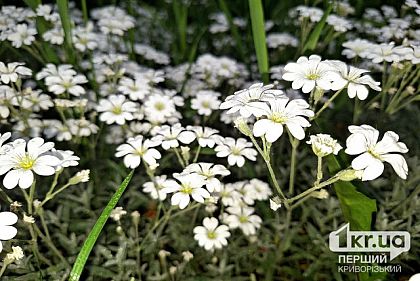 Погода в Кривом Роге 31 мая