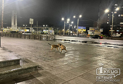 10 собак забрали комунальники з вулиць Кривого Рогу