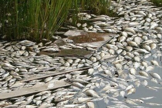В Днепре возле Каховского водохранилища массово погибает рыба