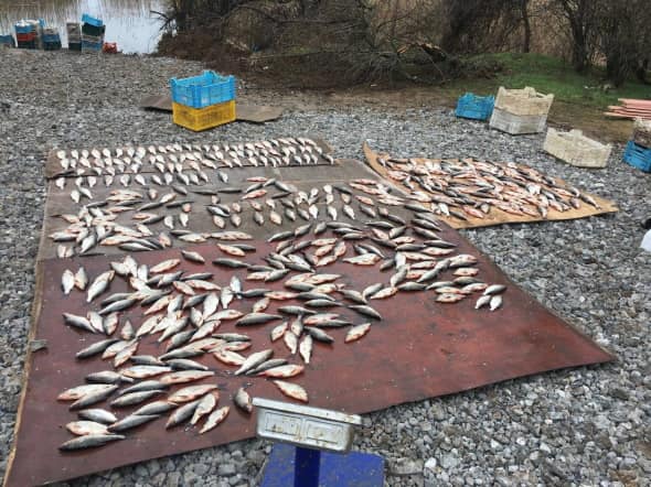 В Криворожском районе браконьеры выловили 1,7 тонны рыбы