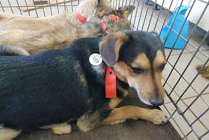 24 собаки забрали коммунальщики с улиц Кривого Рога