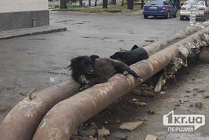 В Кривом Роге заменят 13 километров сетей теплоснабжения
