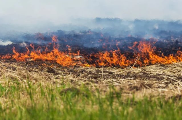 Поліція Кривого Рогу закликає криворіжців не спалювати суху траву: яка передбачена відповідальність