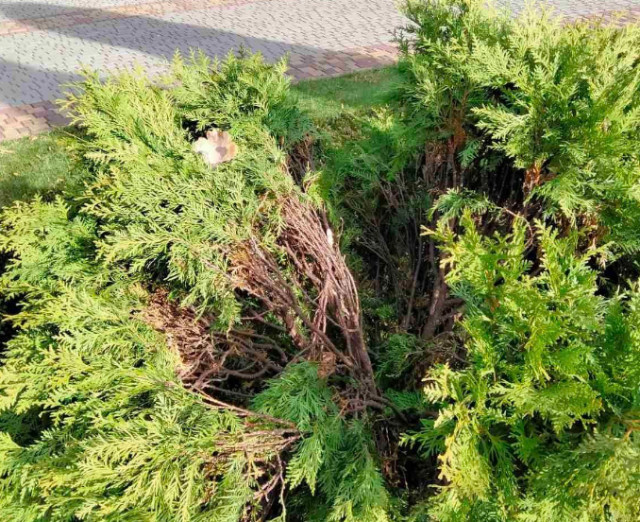 Вандали пошкодили туї у парку імені Мершавцева у Кривому Розі