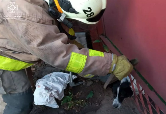 В Днепропетровской области чрезвычайники освободили собаку из железного забора