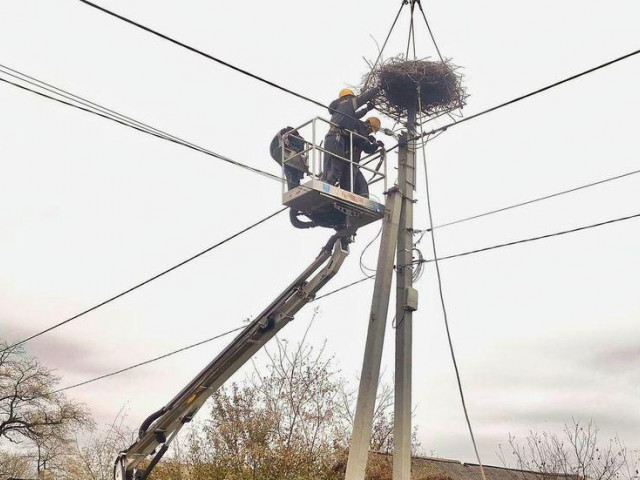 На Дніпропетровщині енергетики укріплять на електроопорах 5 гнізд лелек