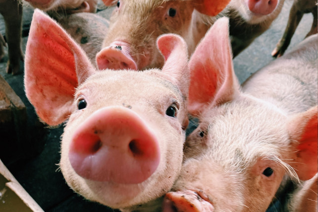 В Днепропетровской области обнаружили африканскую чуму свиней: введены карантинные ограничения