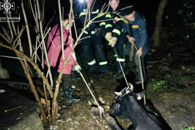 В Криворожском районе спасатели вытащили из ямы корову