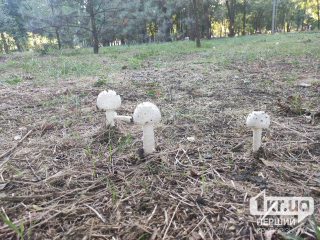 В 2023 году в Украине 88 человек отравились грибами