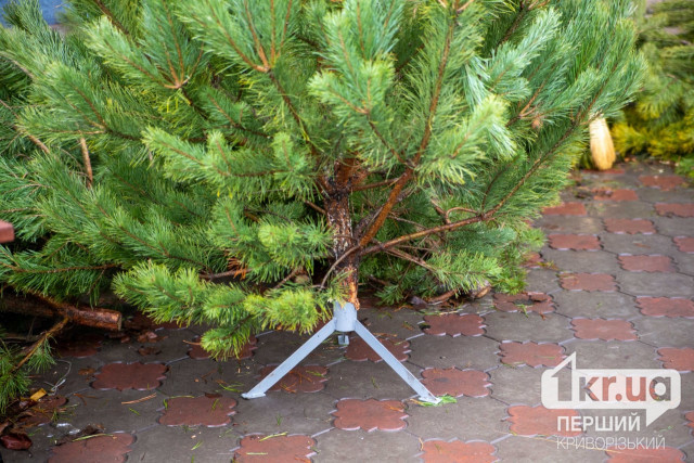 Сколько будут стоить новогодние елки на Днепропетровщине