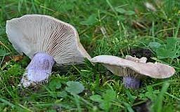 В Кривом Роге школьница отравилась дикорастущими грибами