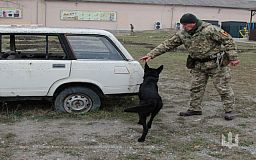 Евросоюз передал Украине миннорозыскных собак