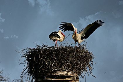 Что делать криворожанам, если увидели на электроопорах гнездо аистов