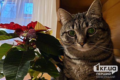 В Украине запустят Единый государственный реестр домашних животных, — Минцифры