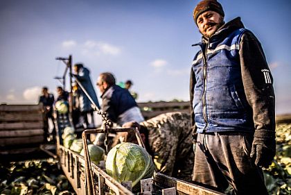 На Днепропетровщине на финише сбор овощей: что уродило лучшее