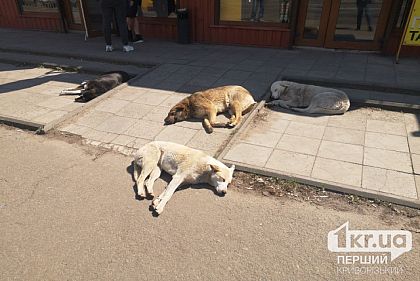 На Днепропетровщине зафиксировали 12 случаев бешенства животных