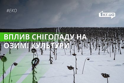 Как повлияют сильные снегопады на урожай озимых культур Украины