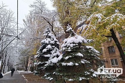 Криворожанам напоминают об ответственности за самовольную вырубку елок