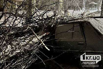 Аварийные деревья в Кривом Роге: реагируют ли коммунальщики на обращения
