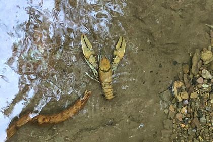 Когда на Криворожье начинается запрет на вылов раков