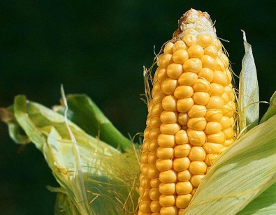По результатам прошлогоднего урожая Днепропетровщину «завалит» кукурузой, сахаром и картошкой