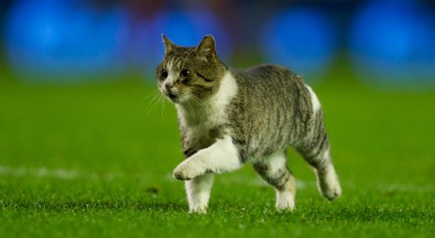 Энфилдский кот, остановивший футбольный матч, нашел себе место в приюте