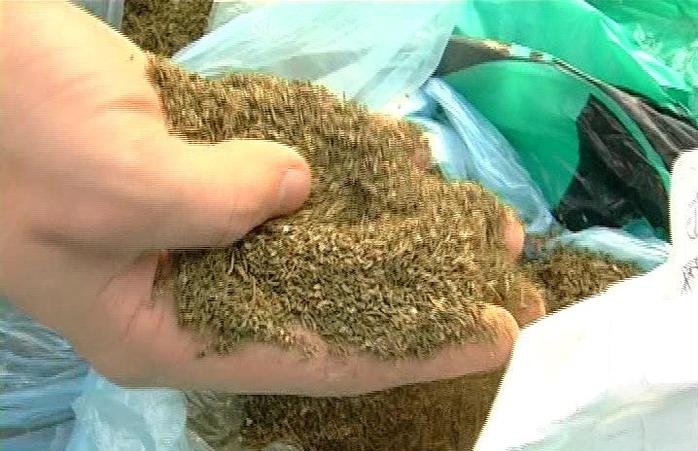 Работники криворожского городского управления милиции обнаружили 5 кг «маковой соломки» в одной из квартир Кривого Рога