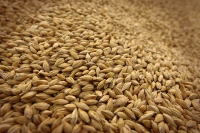 Наибольшее количество пшеницы заготовила Днепропетровская область, - Госсельхозинспекция