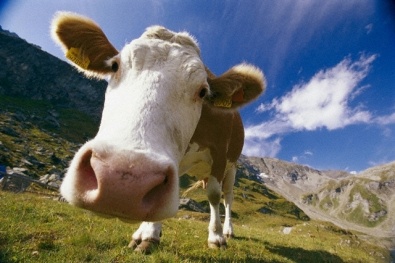 В Днепропетровской области расплодились коровы и свиньи