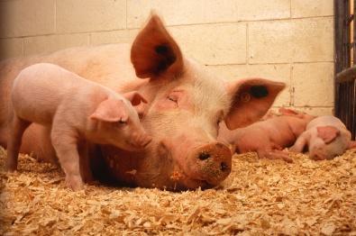 Украинские ветеринары привили против чумы почти 6 млн свиней