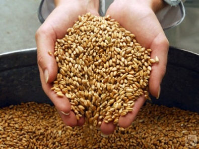 В этом году Укрзализныця перевезла зерна на 350 тысяч тонн больше, чем в прошлом