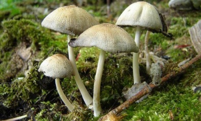 В Днепропетровской области 7 человек отравились грибами, один человек умер