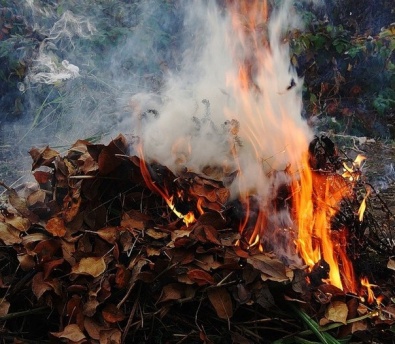 Криворожские чиновники призывают бороться с поджигателями сухих листьев