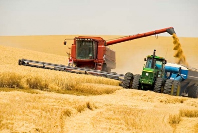 В Криворожском районе урожай зерновых культур бьет все рекорды