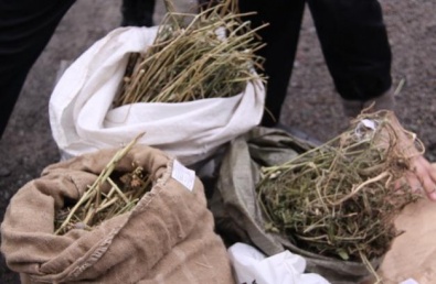 В Кривом Роге в домовладении милиция изъяла 10 килограмм «маковой соломки»