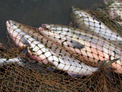 В Кривом Роге и области во время нереста браконьеры выловили 3,5 тонны рыбы