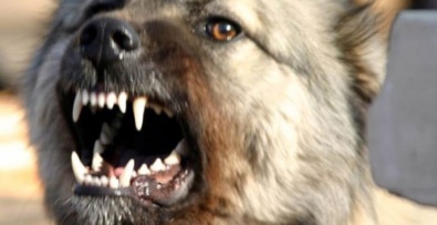 В Днепропетровской области бешеная собака напала на своих хозяев
