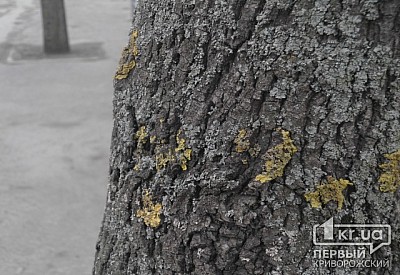 Фото к новости Главное фото новости