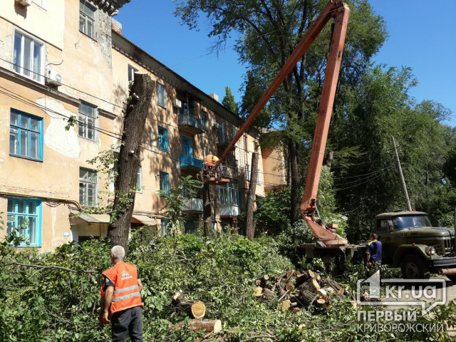 Под видом омоложения деревьев в Кривом Роге занимаются незаконной вырубкой, - свидетели событий