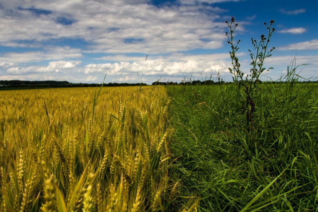 В Криворожском районе спасатели проверили состояние зерновых полей