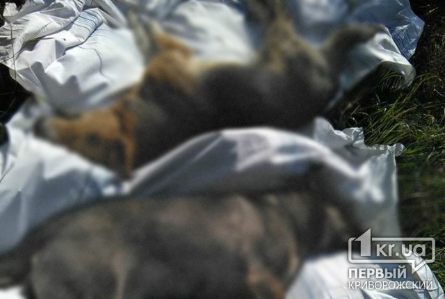 (Фото 18+) Неизвестные потравили бездомных собак в Кривом Роге