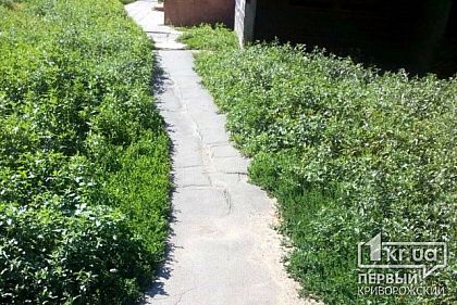 «За разведение амброзии Ситисервису нужно выдать премию», - криворожанин