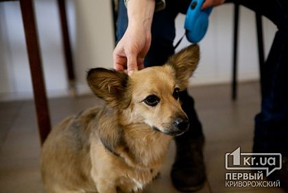 Нет света - нет приюта для бездомных животных в Кривом Роге