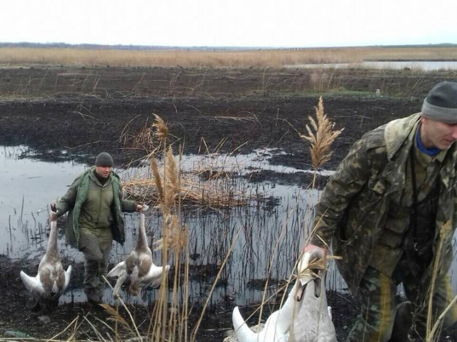 На Дніпропетровщині «поважні люди» постріляли лебедів