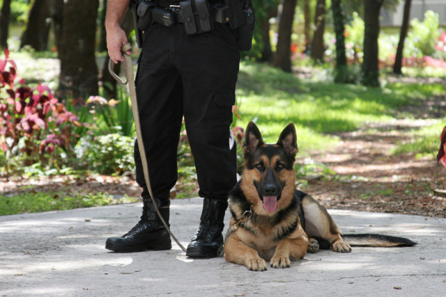 Полицейский пес помог найти сбежавшего в криворожский парк ребенка