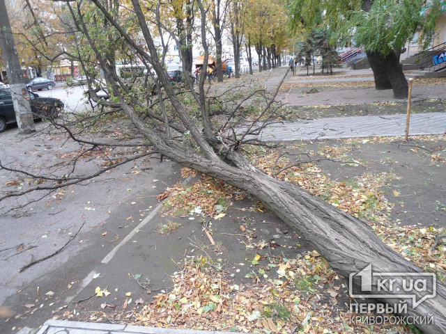 На 95 квартале в Кривом Роге упало дерево