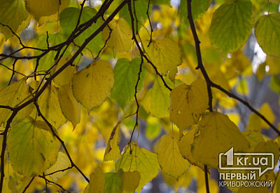 Фото к новости Главное фото новости
